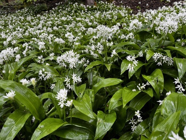 garlic Loggerheads