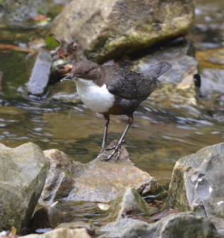 Dipper on rock