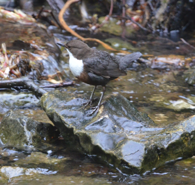 Dipper on another rock