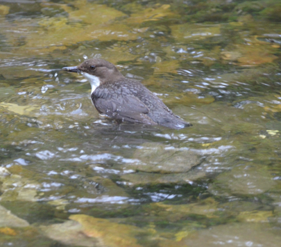 Dipper in Alyn