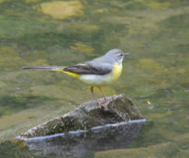 Grey wagtail 3rd May