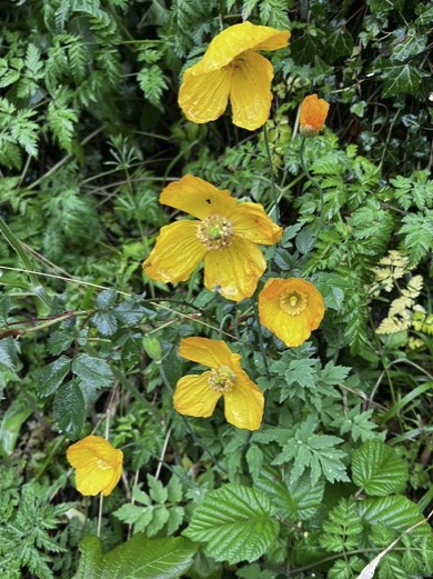 Welsh poppies Loggerheads