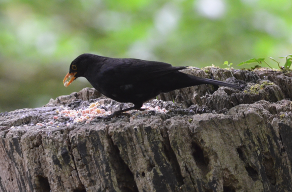 Blackbird male