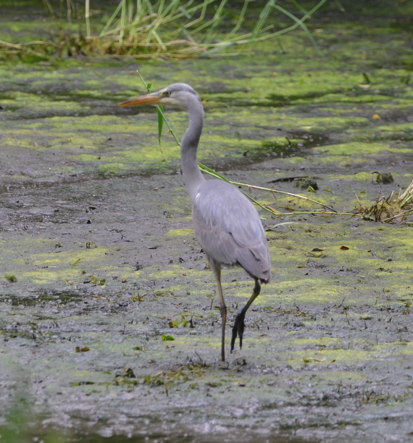 Grey Heron logpond
