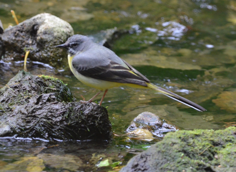Grey wagtail male
