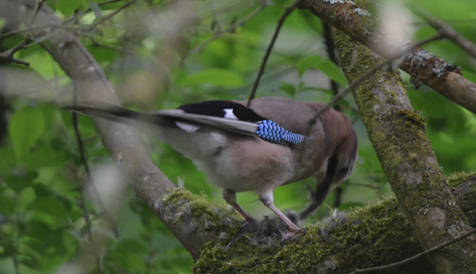 Jay