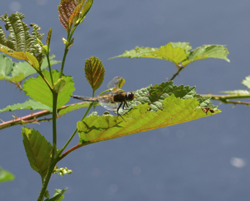 Dragonfly 4