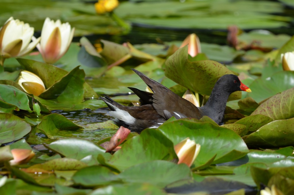 Moorhen swimming