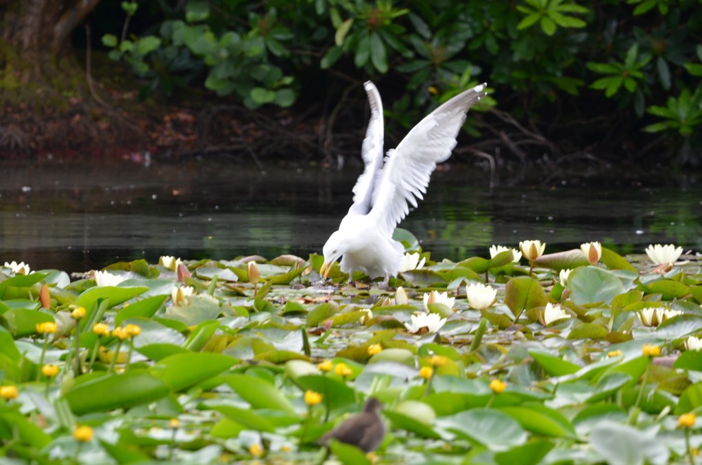 Herring gull fishing