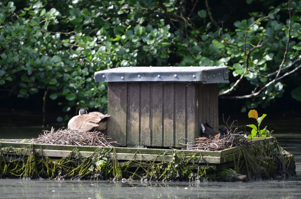Sharing nest space
