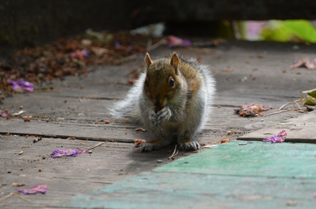 Squirrel at Royden 2