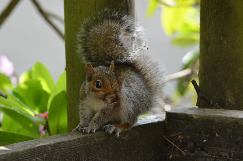 Squirrel at Royden