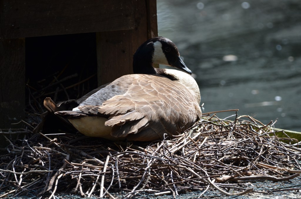 Canada goose on nest