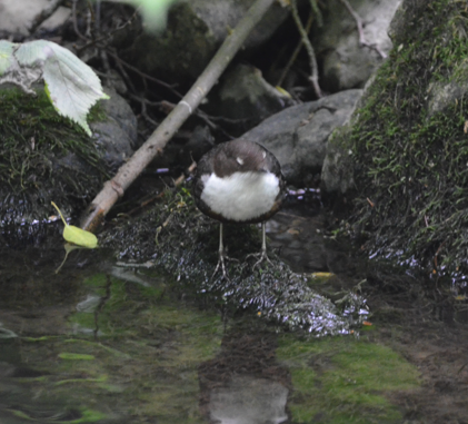 Dipper blinking again