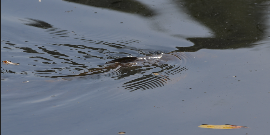 Mystery fish