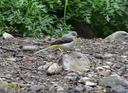 Wagtail juvenile