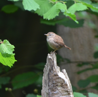 Wren on tree stump