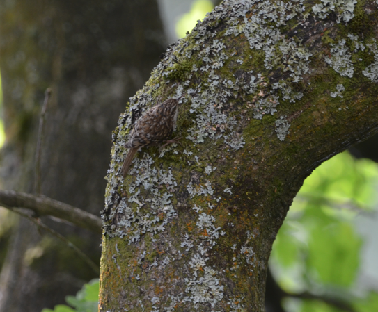 Treecreeper
