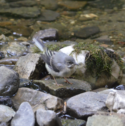 Grey wagtail dry river