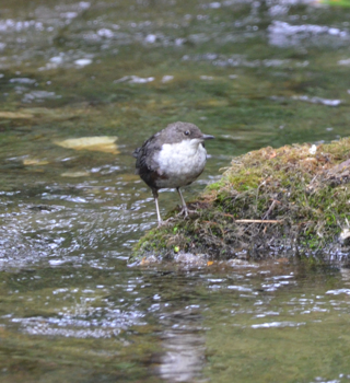 Dipper dry