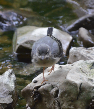 Grey wagtail dry river 3