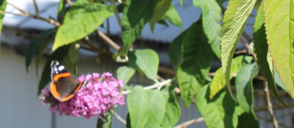 Red Admiral g