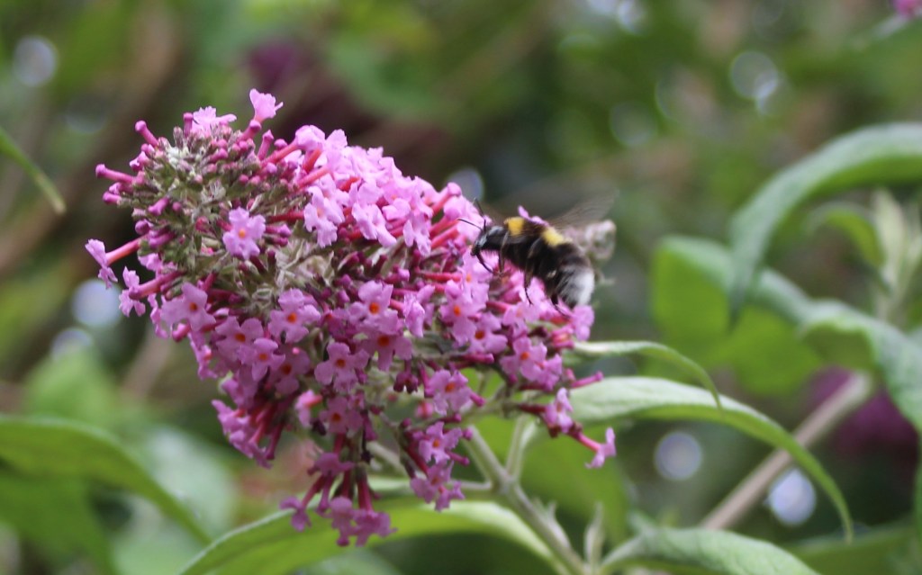 White-tailed Bumblebee