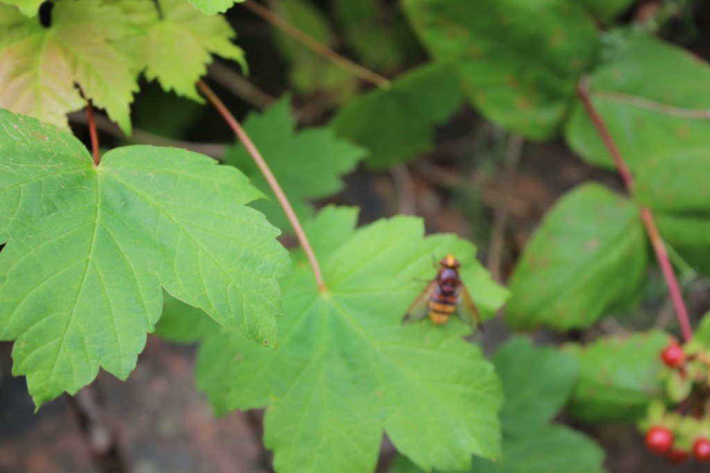 Mimic hornet