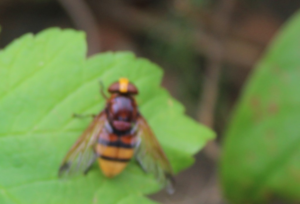 Mimic hornet a