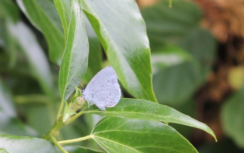 Holly blue g