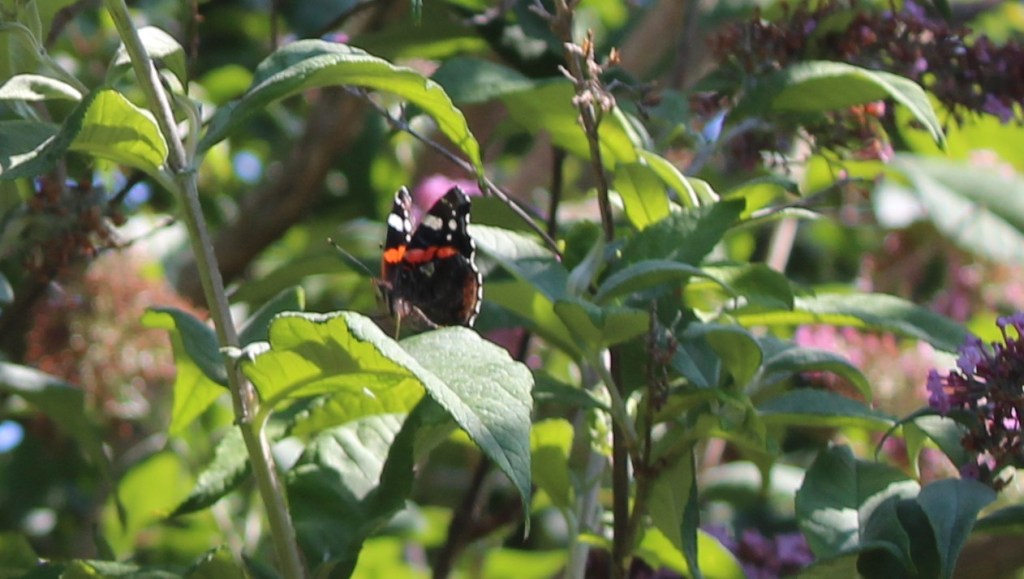 Red Admiral gg