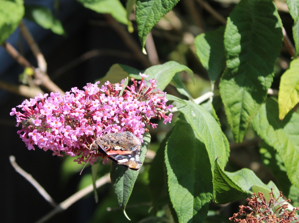 Red underwing