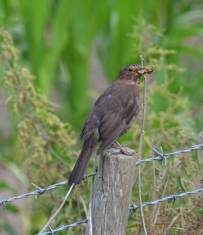 Blackbird Mostyn