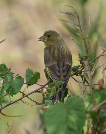Mostyn Greenfinch