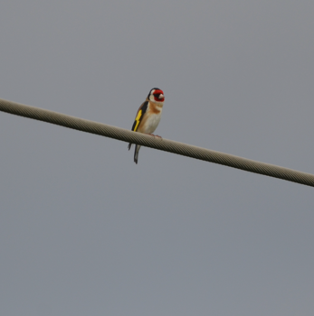 Goldfinch Mostyn