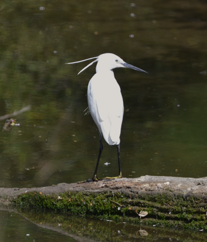 Little egret Mostyn
