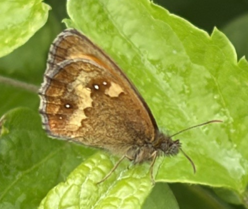 Gatekeeper Mostyn