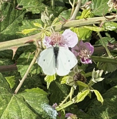 Small white Mostyn