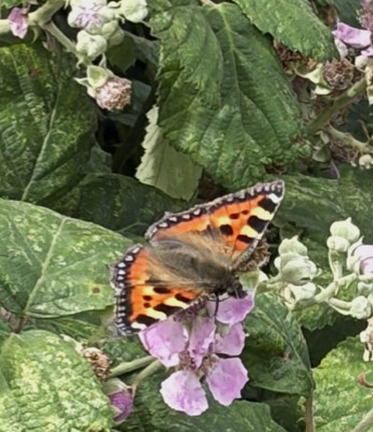 Small tortoiseshell Mostyn