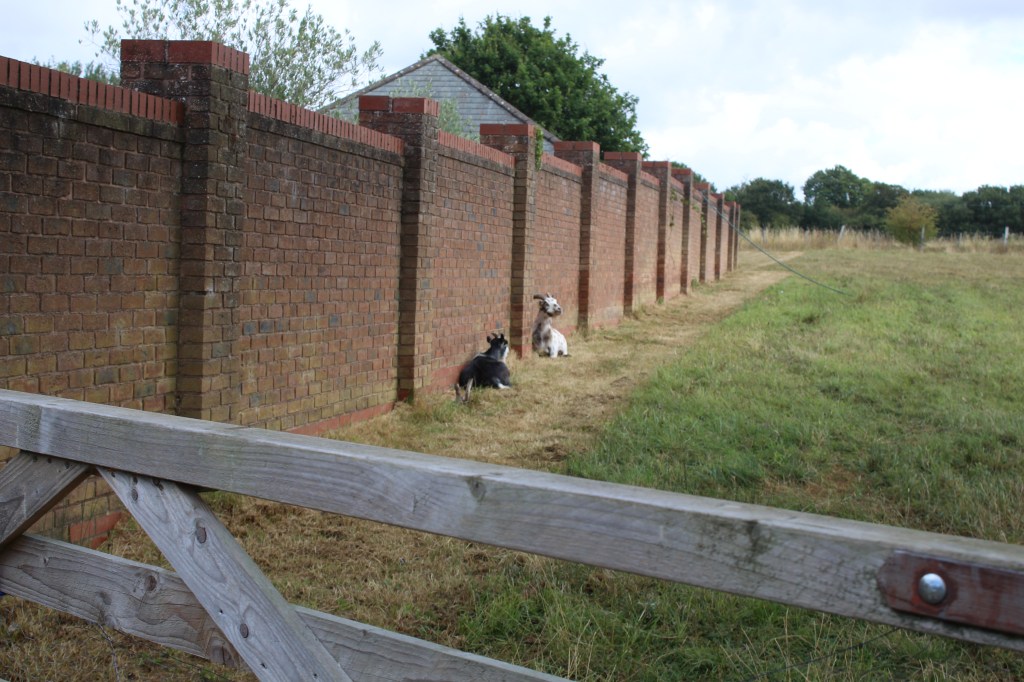 Goats at Parkgate