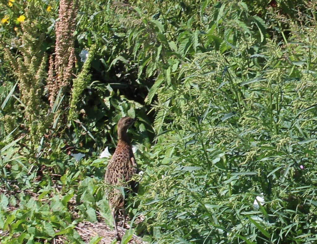 Pheasant in undergrowth