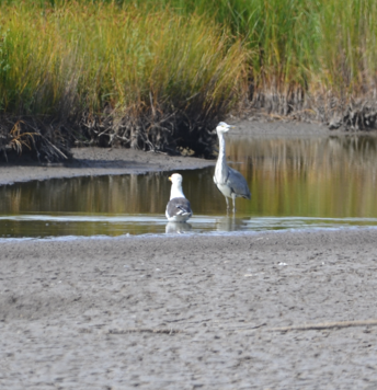 Gull and Heron