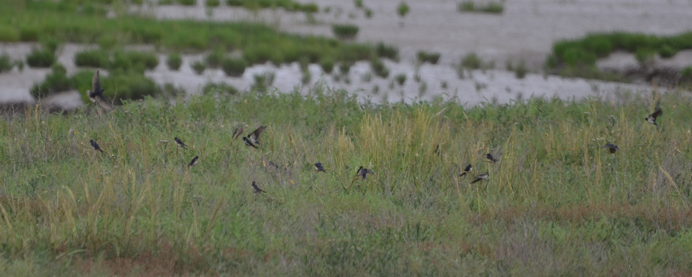 Swallows at Flint