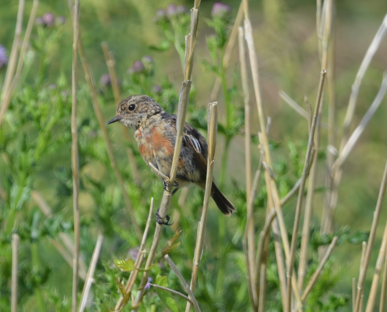 Juvenile Stonechat