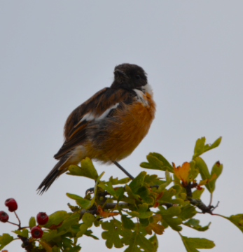 Stonechat at Flint