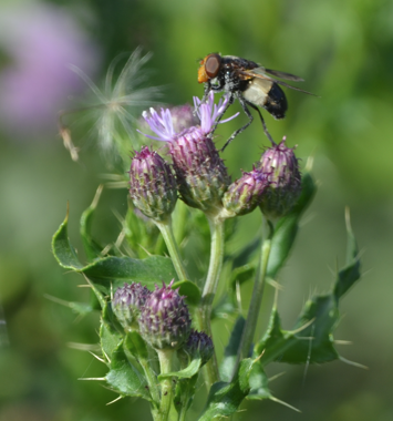 Pellucid Hoverfly