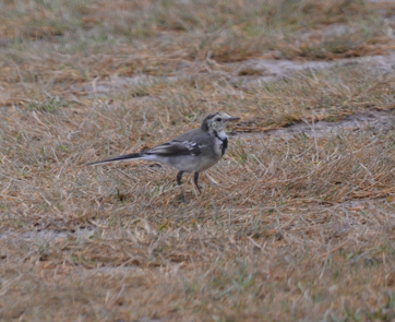 Pied wagtail at Flint