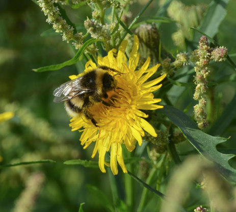 White-tailed Bumblebee, Parkgate