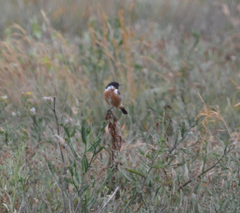 Stonechat at Flint 2