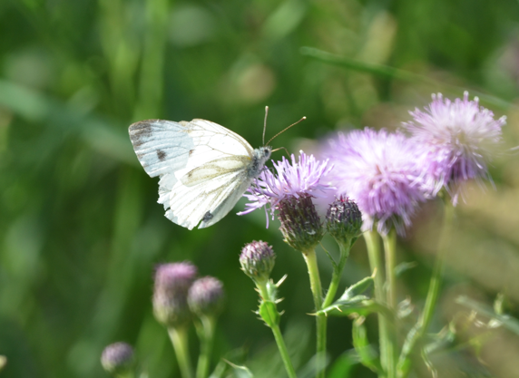 Small white Parkgate